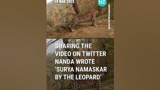 Leopard Spotted In Surya Namaskar Yoga Pose, Video Goes Viral