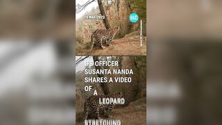 Leopard Spotted In Surya Namaskar Yoga Pose, Video Goes Viral