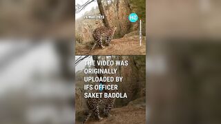 Leopard Spotted In Surya Namaskar Yoga Pose, Video Goes Viral