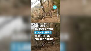 Leopard Spotted In Surya Namaskar Yoga Pose, Video Goes Viral