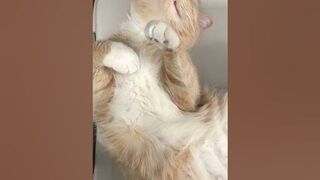 Cute Cat Stretching in Sleep - Adorable Feline Dreams #shorts #cat