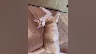 Cat stretching ???? how cute is he’s little body #cat #catvideos #catmeow #meow