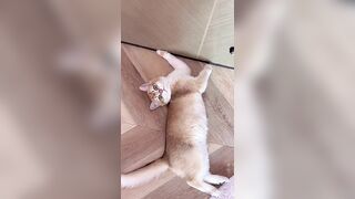 Cat stretching ???? how cute is he’s little body #cat #catvideos #catmeow #meow