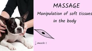 Quick Guide to Massage and Stretching for Dogs