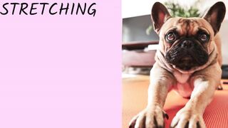 Quick Guide to Massage and Stretching for Dogs