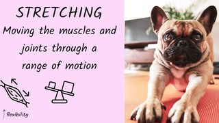 Quick Guide to Massage and Stretching for Dogs