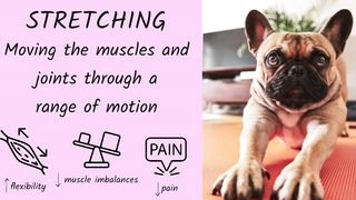 Quick Guide to Massage and Stretching for Dogs