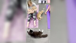 Cat Yoga ????