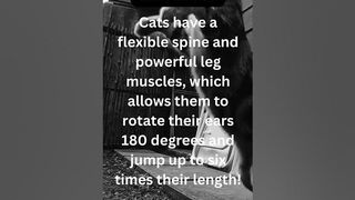 How flexible is your cat? Let me know????#shorts #daily #facts #cat #didyouknow #funny #cats #catlover