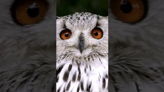 Owls have flexible neck #shorts #short #shortsfeed #viral #trending #ytshort #facts #birds #trend