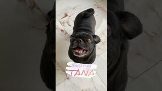 Rutina de yoga con tana✨#perros #historiasdeperros #vozdeperrito #pug #love #puglove