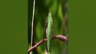 HUMMINGBIRD STRETCHING #SHORTS