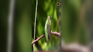 HUMMINGBIRD STRETCHING #SHORTS