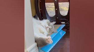 Ragdoll Peachy’s daily- sleeping stretching!