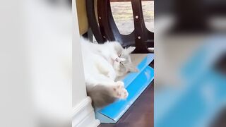 Ragdoll Peachy’s daily- sleeping stretching!