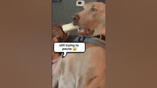 Did u manage to pause? ???? #dogsoftiktok #doglover #cutedogs #hotgirl #twerk #twerking #cutegirl