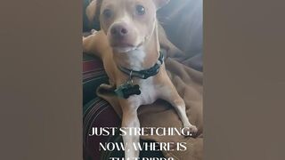 Sneaky Dog's Hilariously Clever Stretching Techniques!