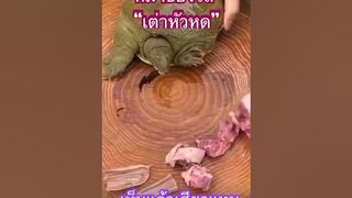 เต่าหัวหด #turtle #stretching #funny