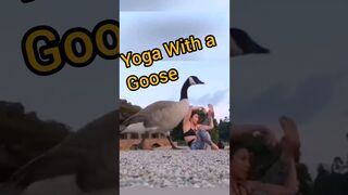 Goose Yoga Flow #yoga #outdoors #shorts #hipopener #stretches