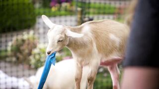 Goat Yoga: “I’m Getting Done By a Goat Here” | Gordon, Gino, and Fred's Road Trip