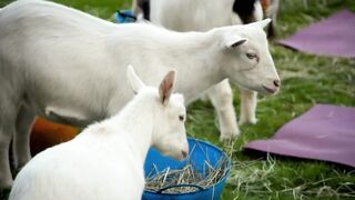 Goat Yoga: “I’m Getting Done By a Goat Here” | Gordon, Gino, and Fred's Road Trip