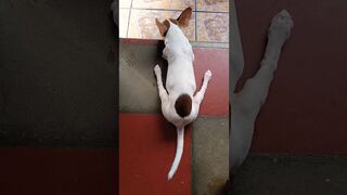 Perrito Flexible y sensible #shortsyoutube #perrito