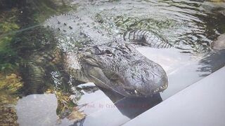 Emphatic Twerk Rap Beat Instrumental "Crocodile" ( Prod. By Cristobal Sabajtis )