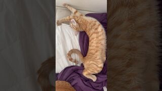 Stretching #cat #catvideos #funnycats