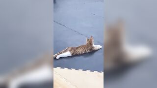 Un Gato da clases de Yoga ????