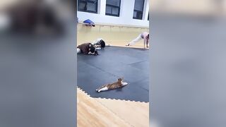 Un Gato da clases de Yoga ????