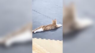 Un Gato da clases de Yoga ????