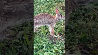 Stretching his legs Up Close with Wild Eastern Cottontail Bunny Rabbit #shorts