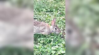 Stretching his legs Up Close with Wild Eastern Cottontail Bunny Rabbit #shorts