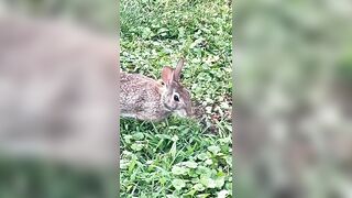 Stretching his legs Up Close with Wild Eastern Cottontail Bunny Rabbit #shorts