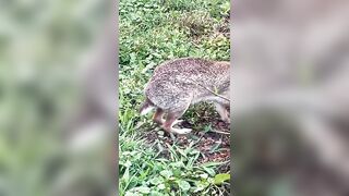 Stretching his legs Up Close with Wild Eastern Cottontail Bunny Rabbit #shorts