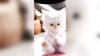 Cute cat taking yoga classes #cat #trending #viral #shorts Part 18