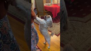 Ivy does a good stretch before her walk ????#cutepet #stretching #walking # #shortvideo #doglover