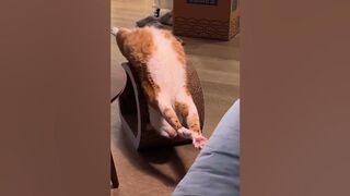 Stretch#cute #cuteness #adorable #satisfying #stretch #stretching #stretchingyoga #cat #catshorts