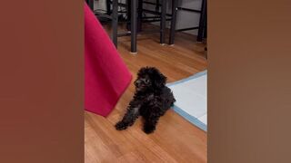 Stretching game#funnyshorts #funnyanimals #funnyvideo #silverpoodle #silvertoypoodle #cutedog #poodl