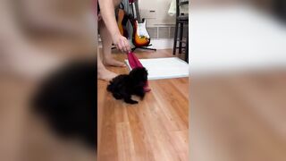 Stretching game#funnyshorts #funnyanimals #funnyvideo #silverpoodle #silvertoypoodle #cutedog #poodl