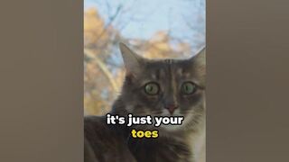 "Stretching Secrets Revealed: Why Cats Can't Resist a Good Stretch! #funny #viralvideo #viralshorts