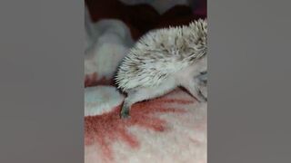 Ёжик танцует тверк ????????????.Hedgehog dances twerk. #ezhikafro