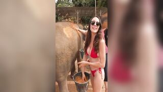 Elephant spa day! Bikinis and elephants… great pair! #elephant #bikini #thailand