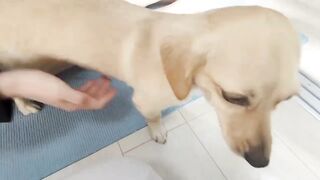 Cute dog sits next to woman doing yoga stretches.