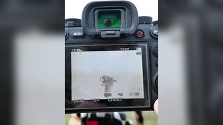 Expand flexible spot for SOE in flight #birds #wildlifefilmmaker #wildlifecamera