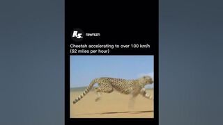 Cheetahs achieve exceptional s to their flexible spinerts#animals #shorts