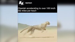 Cheetahs achieve exceptional s to their flexible spinerts#animals #shorts