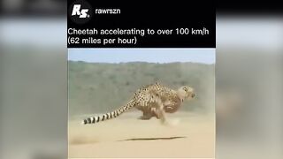 Cheetahs achieve exceptional s to their flexible spinerts#animals #shorts