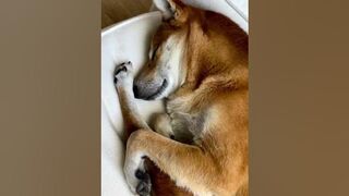 A very flexible sleepy dog #shibainu #doglife #funnypets