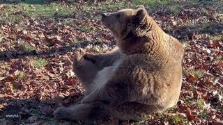 Rescue Bear Does Morning Stretching at Wildlife Sanctuary